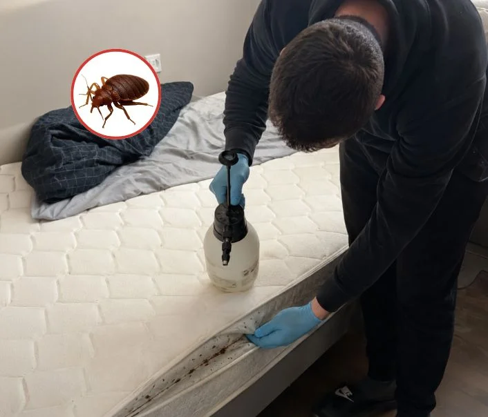 Technicien traitant un matelas contre les punaises de lit à Bray-sur-Seine